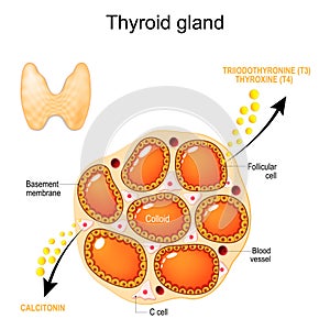 Thyroid gland anatomy and physiology