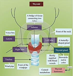 Thyroid gland - A brief introduction