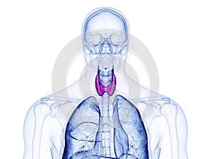 The thyroid gland