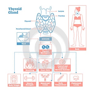 Thyroid Gland of Endocrine System. Medical science vector illustration diagram.