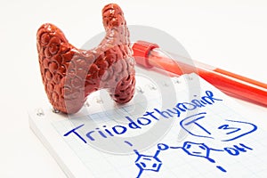 Thyroid gland hormone Triiodothyronine. Model of thyroid, laboratory test tube with blood and notebook inscribed with Triiodothyro