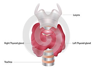 Thyroid gland and larynx