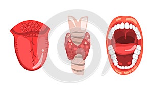 Thyroid Gland, Open Mouth and Tongue, Human Internal Organs Set Cartoon Vector Illustration