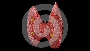 Thyroid gland organ rotating in seamless loop