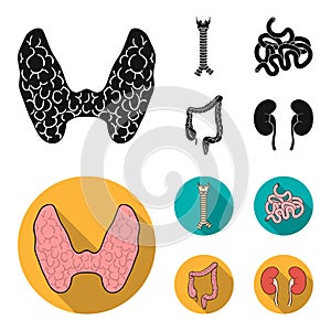 Thyroid gland, spine, small intestine, large intestine. Human organs set collection icons in black, flat style vector