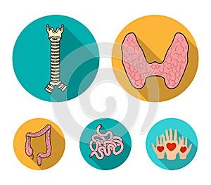 Thyroid gland, spine, small intestine, large intestine. Human organs set collection icons in flat style vector symbol