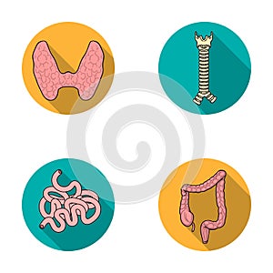 Thyroid gland, spine, small intestine, large intestine. Human organs set collection icons in flat style vector symbol