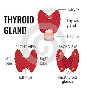 Thyroid gland structure