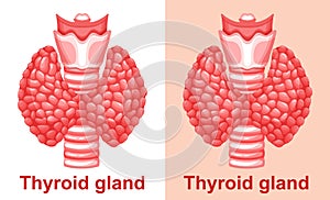 Thyroid gland, trachea anatomy, parathyroid human organ, endocrine system health icon set. Hyperthyroid disease treatment vector photo