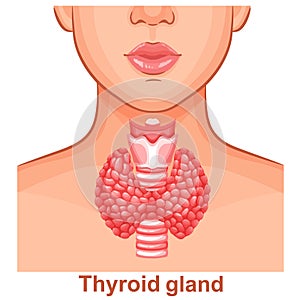 Thyroid gland, trachea organ anatomy, woman throat, human endocrine system health icon. Endocrinology medical treatment. Vector photo