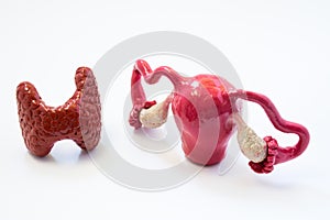 Thyroid gland and uterus and ovaries together. Mutual influence of hormones of thyroid and organs of female reproductive system to photo