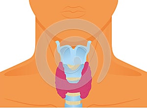 Thyroid gland vector illustration