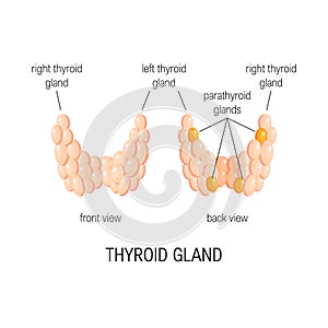 Thyroid gland vector