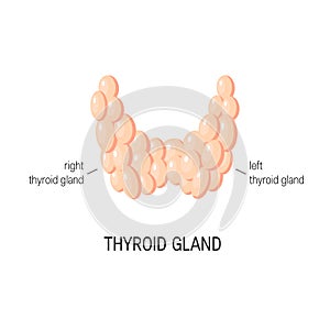 Thyroid gland vector