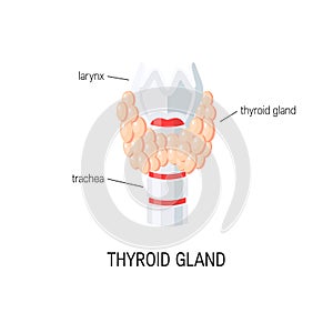 Thyroid gland vector