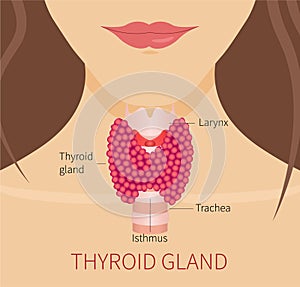 Thyroid gland of a woman