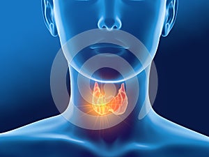 Thyroid gland of a woman, medically 3D illustration on blue background photo