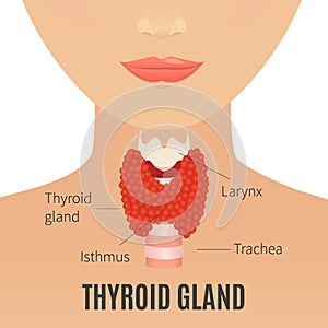 Thyroid gland on woman silhouette