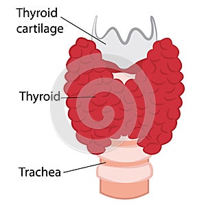 Thyroid healthy and enlarged thyroid. hypothyroid vector illustration photo