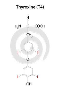 Thyroid hormone: Thyroxine (T4). Chemical formula.