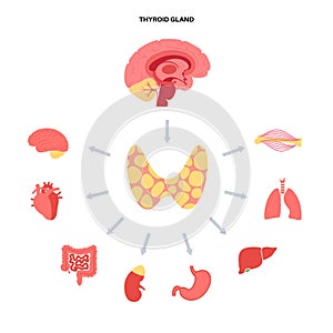 Thyroid hormones diagram