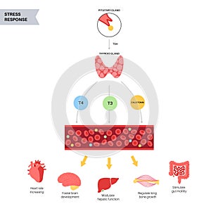 Thyroid hormones diagram