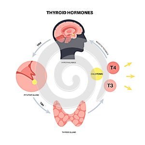 Thyroid hormones diagram