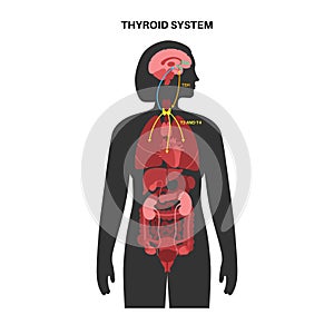 Thyroid hormones diagram