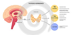 Thyroid hormones diagram