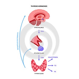 Thyroid hormones diagram photo
