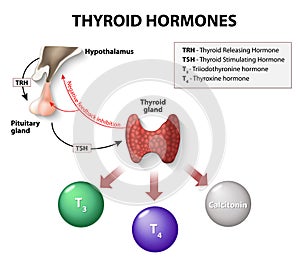 Glándula tiroides hormonas 