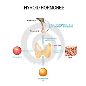 Thyroid hormones. Human endocrine system