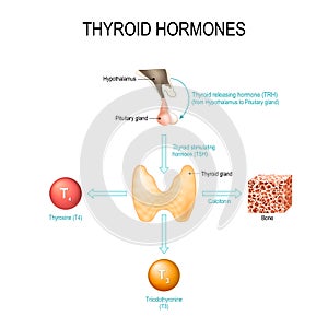 Thyroid hormones. Human endocrine system photo