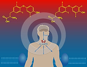 Thyroid hormones