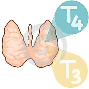 Thyroid hormones and physiology