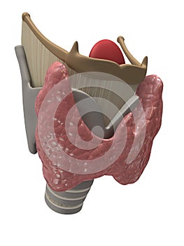 Thyroid and larynx