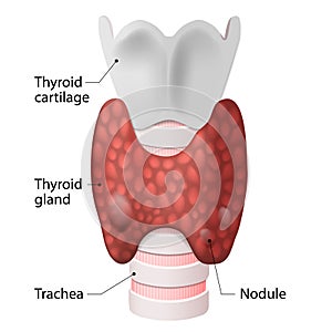 Glándula tiroides 