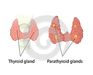 Thyroid and Parathyroid glands anatomy