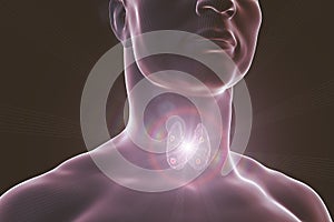 Thyroid and parathyroid glands