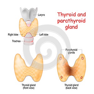 Thyroid, and parathyroids glands front and back view on white background