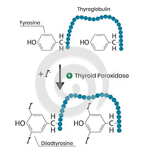 Thyroid peroxidase function