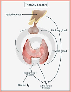 Thyroid System Image