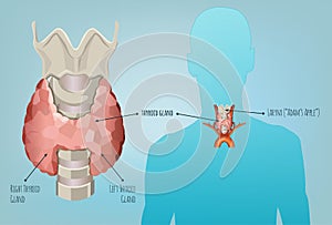 Glándula tiroides sistema imagen 