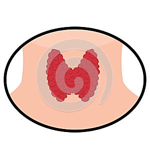 Thyroid vector illustration