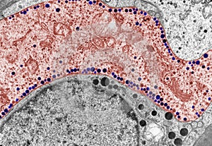 Thyrotrope TSH cell