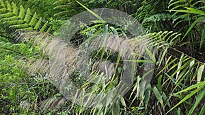 Thysanolaena latifolia (Rumput awis, rumput buluh, tiger grass) photo