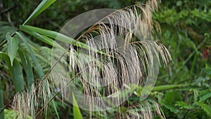 Thysanolaena latifolia (Rumput awis, rumput buluh, tiger grass) photo