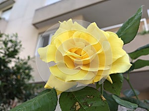 ThÃÂ© yellow rose