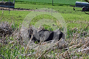 ThÃ¼r, Germany - 04 14 2022: a sinlge water buffalo deep in the swamp grass