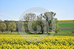 ThÃ¼r, Germany 04 19 2022: yellow blooming oilseed fields at the nature reserve, seperated by a fence